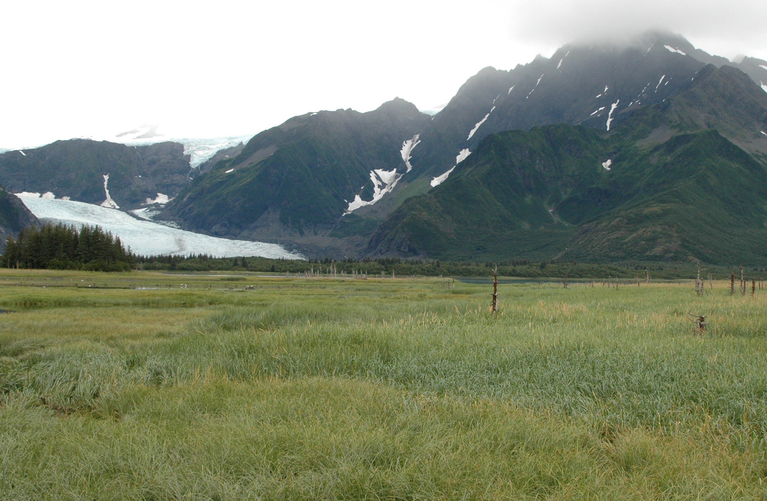 Pedersen Glacier, Alaska, replaced by meadow in 2005